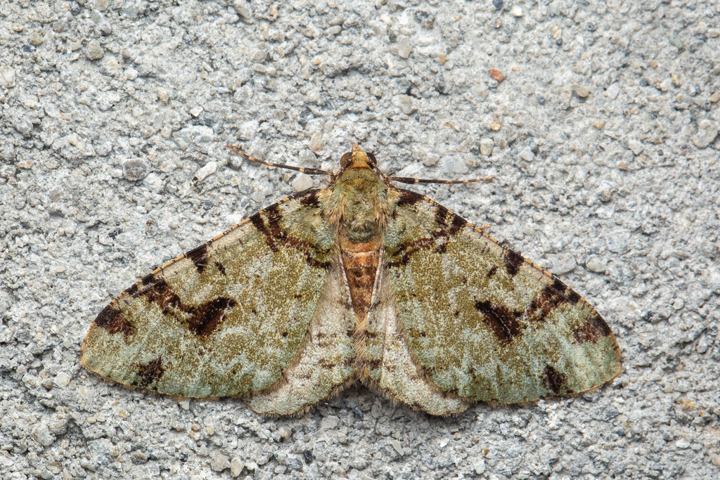 Myrioblephara duplexodes