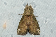 Plotheia exacta