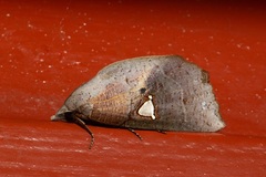 Pterogonia