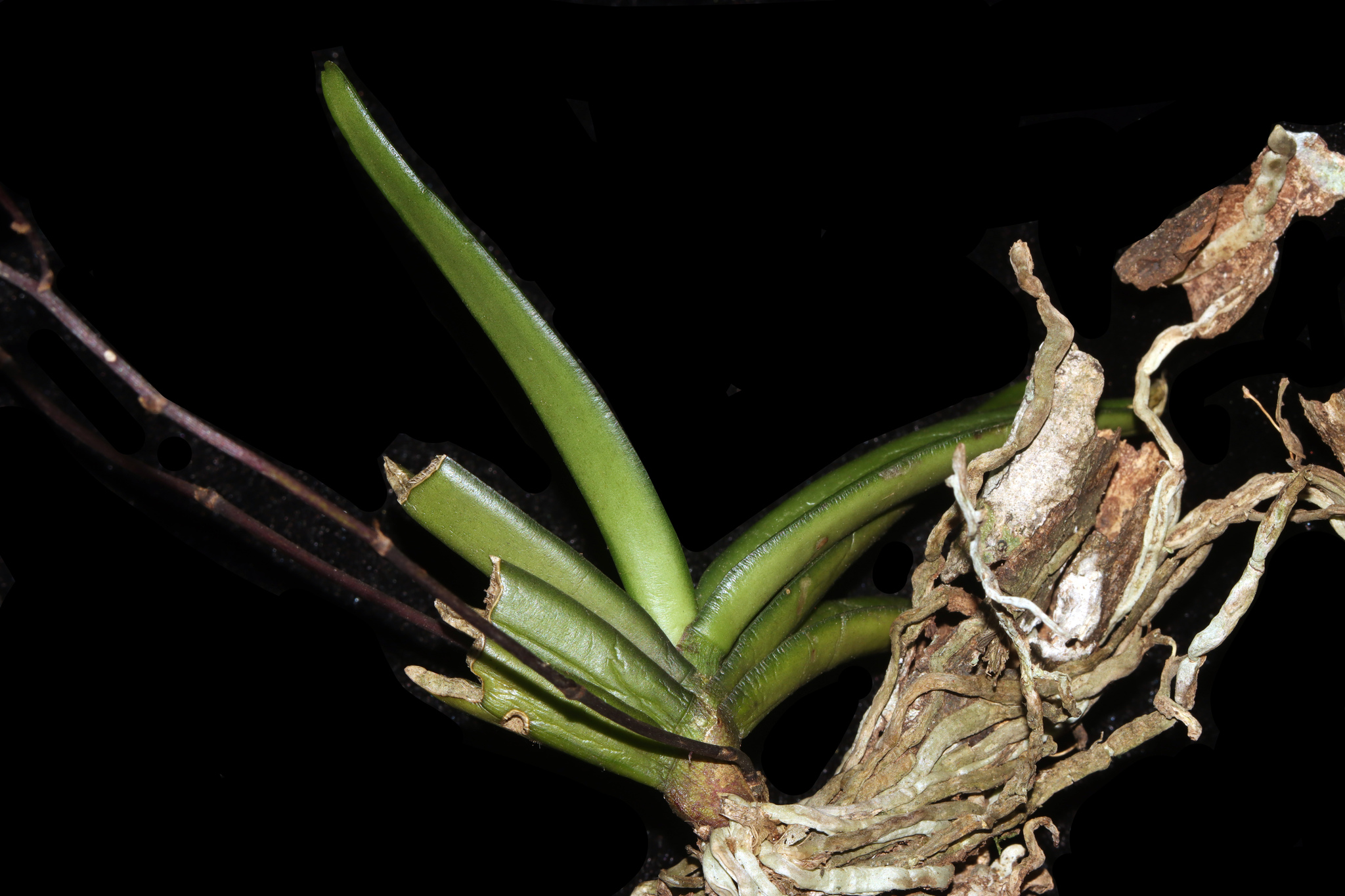 Cleisostoma crochetii — ảnh 3