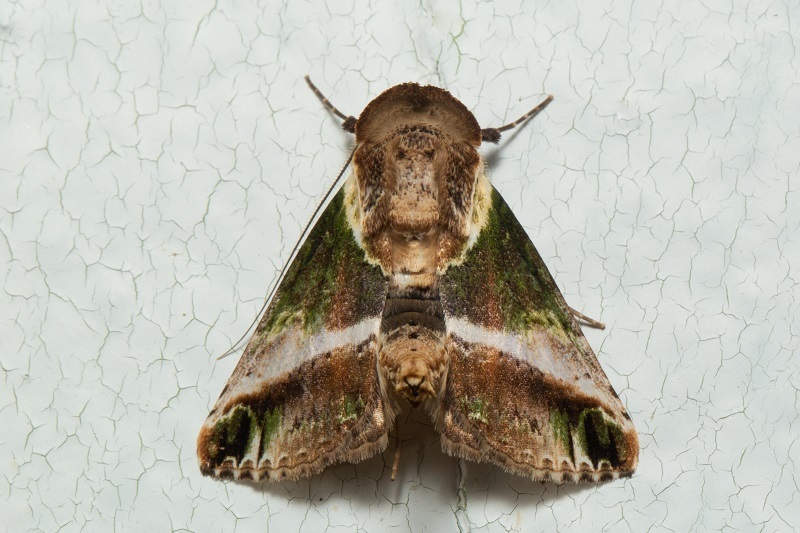 Risoba vialis