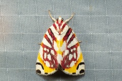 Sinna calospila