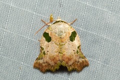 Tortriciforma chloroplaga