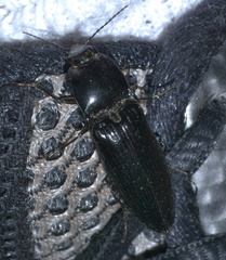 Melanactes