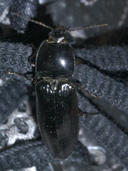 Melanactes