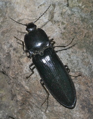 Melanactes