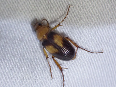 Phyllotocus bimaculatus