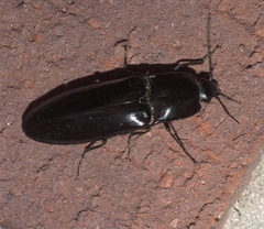 Melanactes piceus