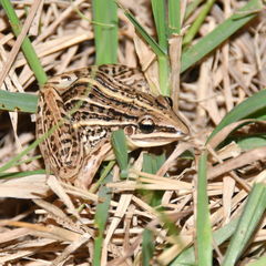 Leptodactylus gracilis
