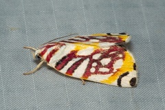 Sinna calospila