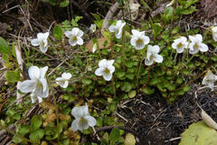 Viola filicaulis