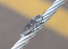 Melanophila consputa