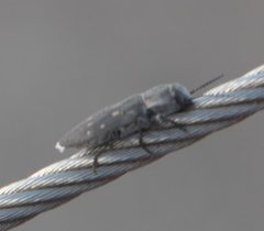 Melanophila consputa