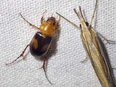 Phyllotocus bimaculatus