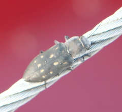 Melanophila consputa