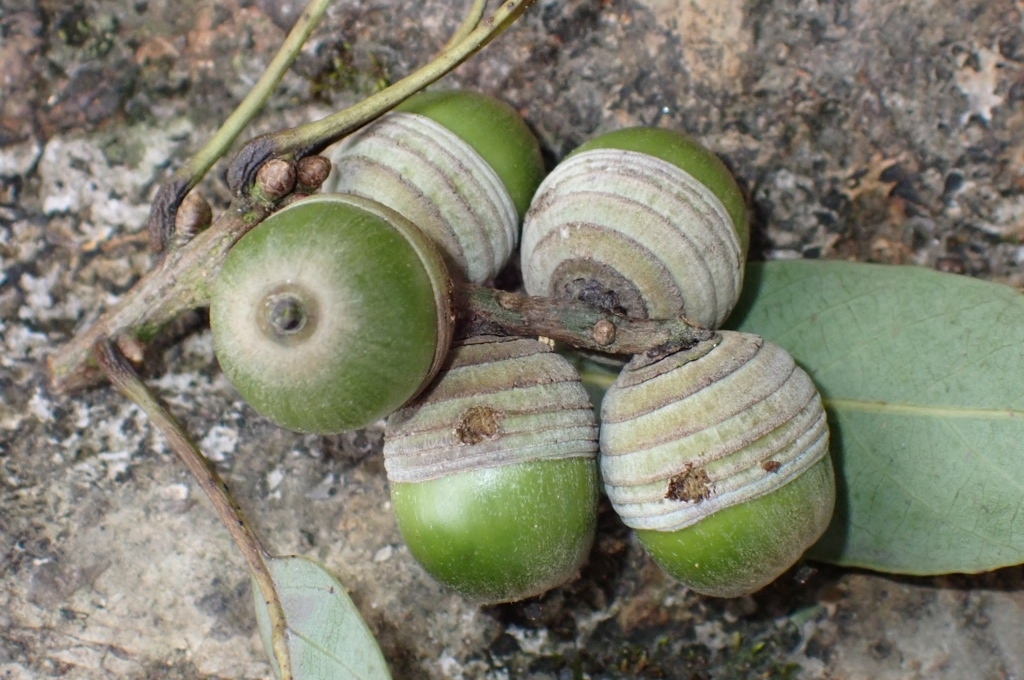 Quercus ngochoaensis (Quercus ngochoaensis)