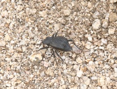 Philolithus aegrotus