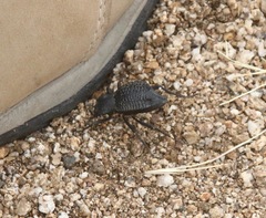 Philolithus aegrotus