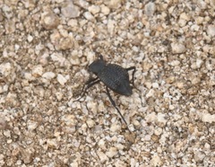 Philolithus aegrotus