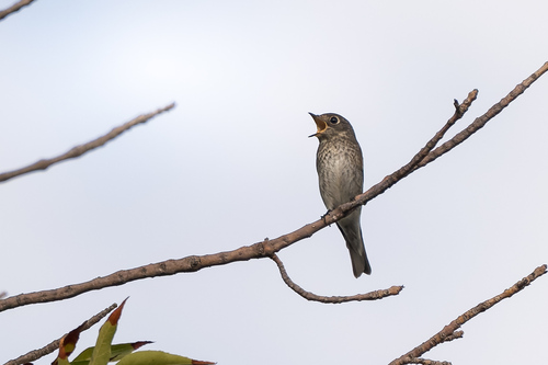 Dark-sided Flycatcher (Muscicapa sibirica), photo 9