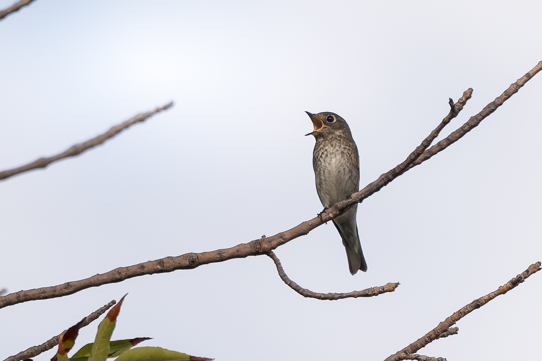 Dark-sided Flycatcher (Muscicapa sibirica)