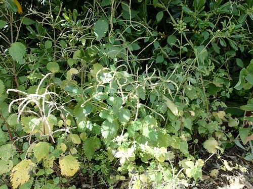 Mediterranean Nettle