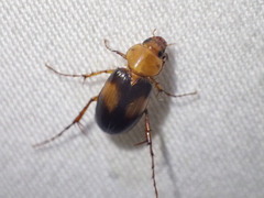 Phyllotocus bimaculatus