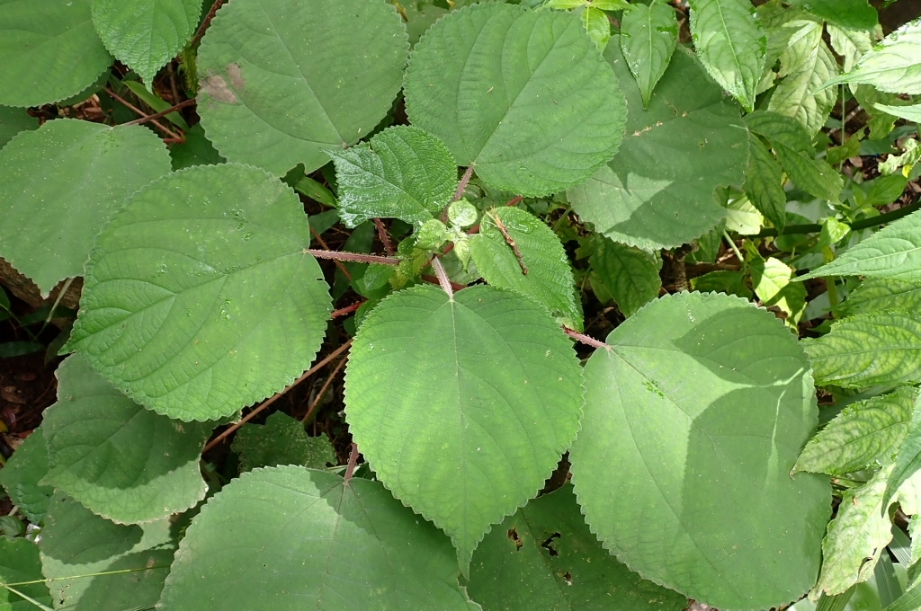 Debregeasia squamata (Debregeasia squamata)