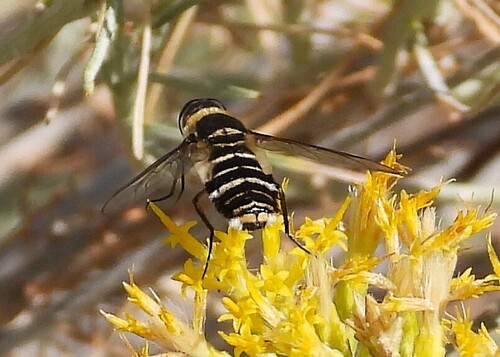 Unknown species found near Yakima County, WA, USA