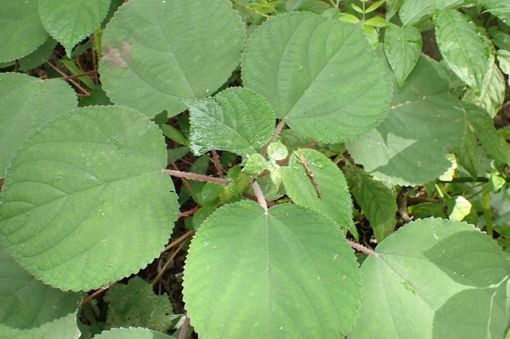 Debregeasia squamata — ảnh 2