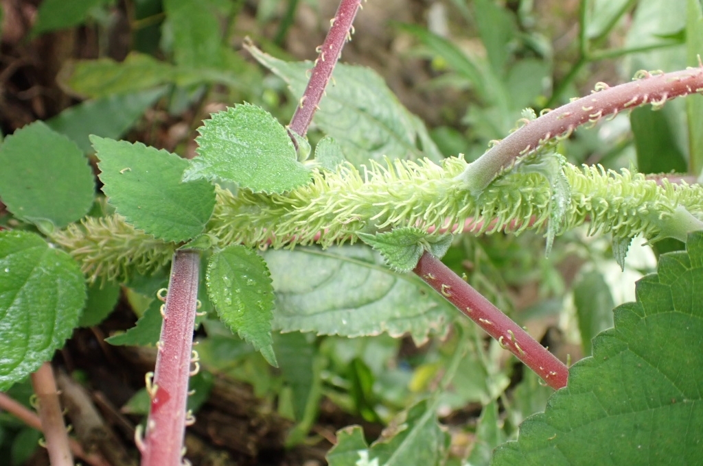 Debregeasia squamata — ảnh 3