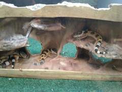 Eublepharis macularius