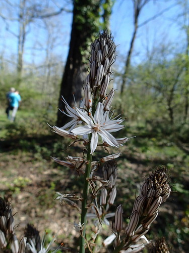 Branched Asphodel