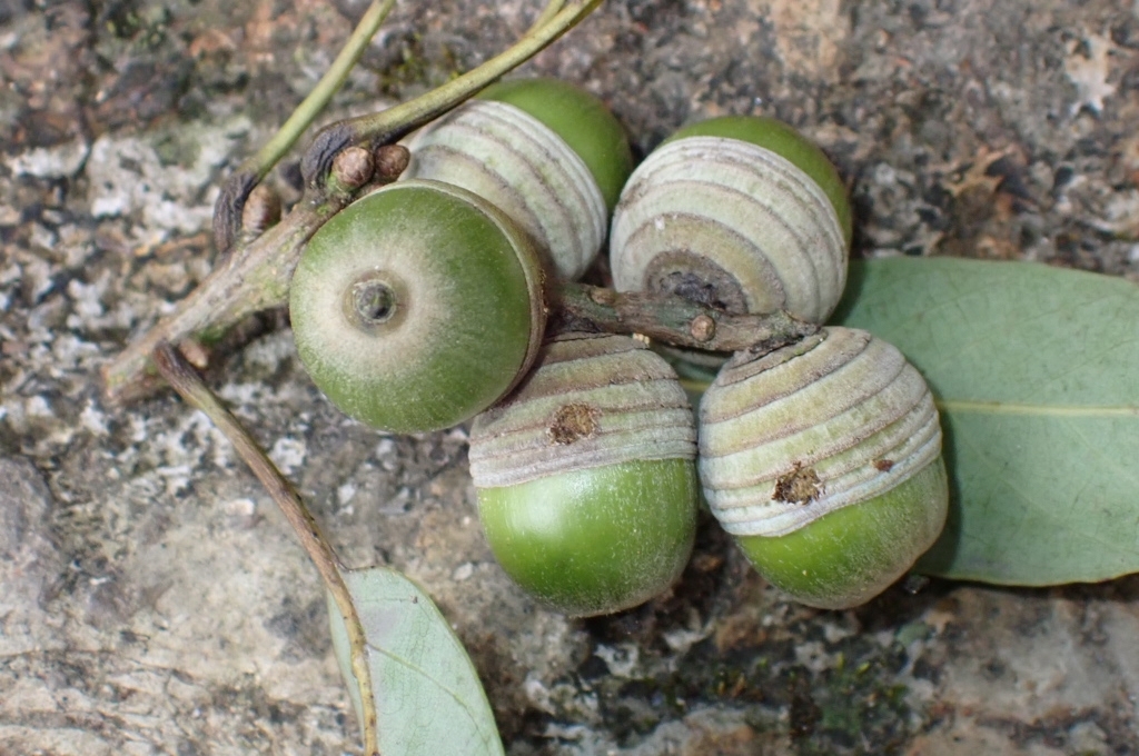 Quercus ngochoaensis — ảnh 2