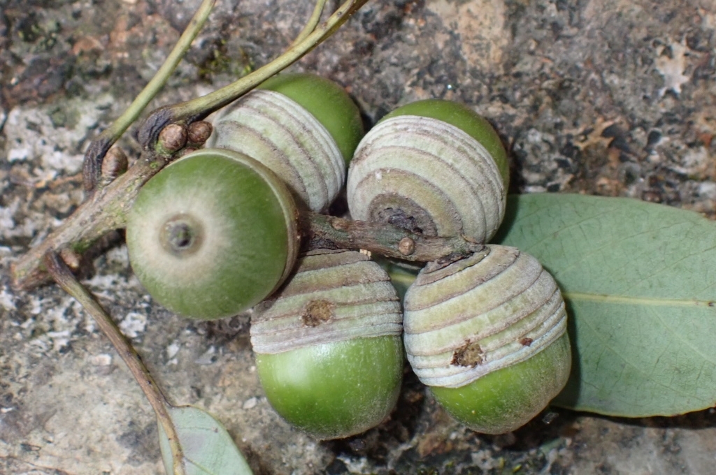 Quercus ngochoaensis — ảnh 3