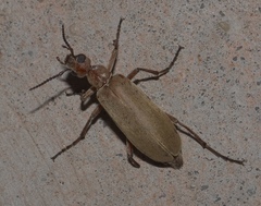 Epicauta ochrea