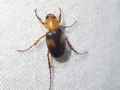 Phyllotocus bimaculatus