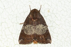Xenochroa mediogrisea