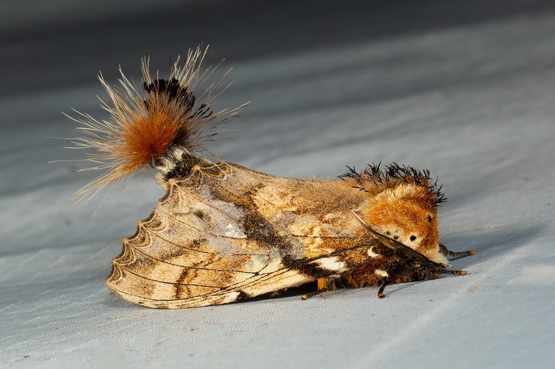 Dudusa synopla