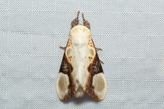 Formofentonia orbifer