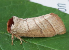 Datana drexelii