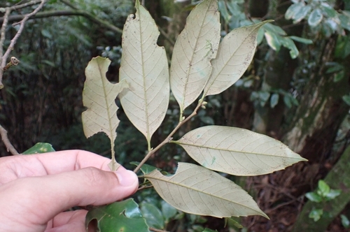 Castanopsis acuminatissima observed 2025-09-17