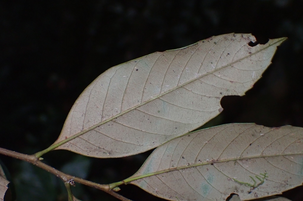 Castanopsis acuminatissima — ảnh 2