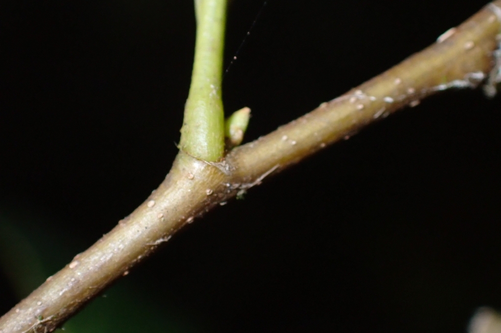 Castanopsis acuminatissima — ảnh 3