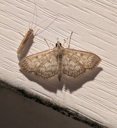 Bold-feathered Grass Moth photo 6