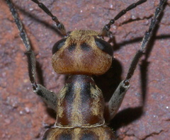 Epicauta vittata