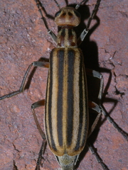 Epicauta vittata
