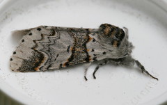 Furcula scolopendrina