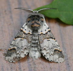 Furcula scolopendrina