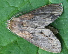 Dasylophia thyatiroides